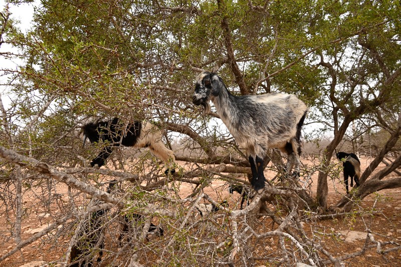 chèvres dans les arganiers