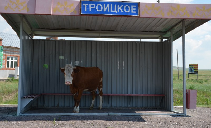 russie par la route sibrie vache arrt de bus cyrillique