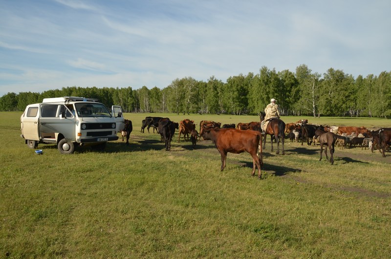 russie par la route sibrie vw T3 transporter volkswagen syncro chevaux bovins cow boy gardien de troupeau