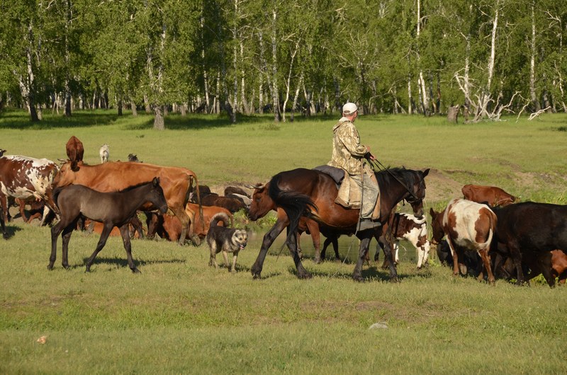 russie par la route sibrie chevaux bovins cow boy gardien de troupeau