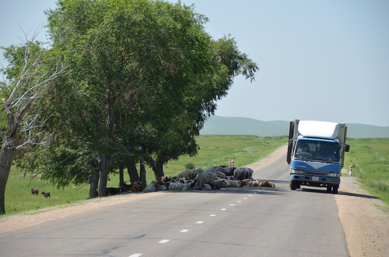 russie mongolie par la route steppe arbre troupeau moutons  l'ombre d'un arbre route camion