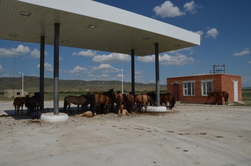 russie mongolie par la route station service chevaux