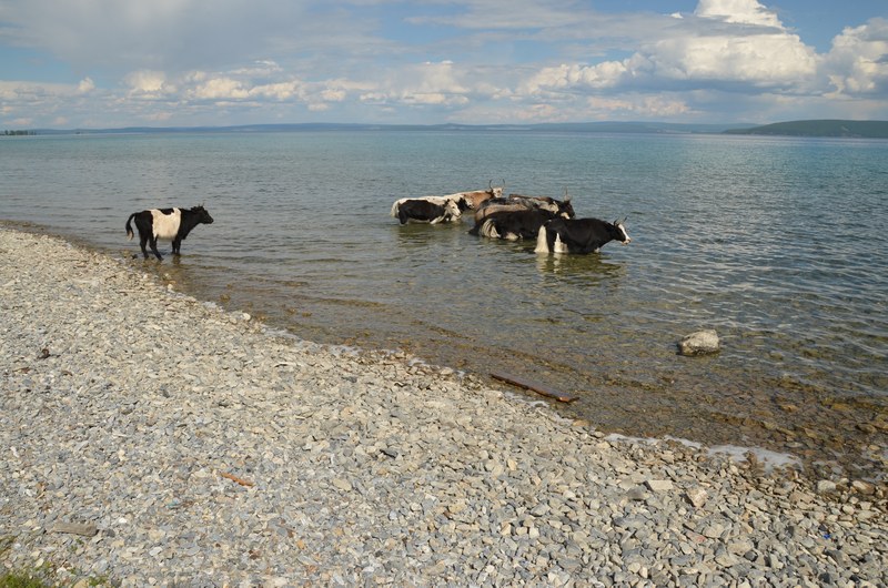 russie mongolie par la route lac khovsgol bovins