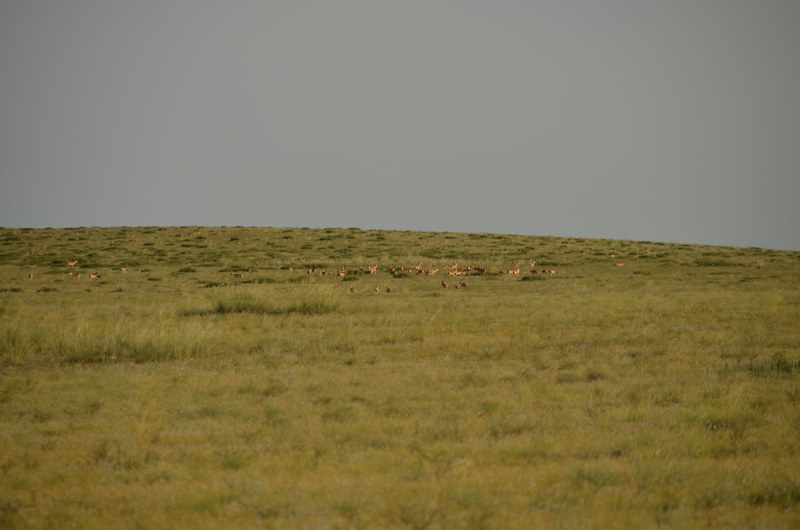 russie mongolie par la route steppe dsert animaux gazelle