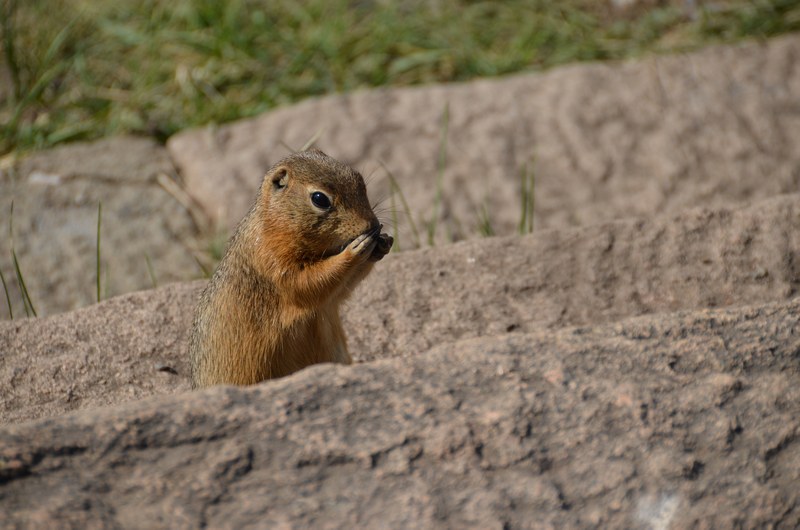 russie mongolie par la route steppe animaux marmotte