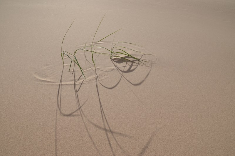 russie mongolie par la route desert gobi dunes khonogoryn els touffe herbe