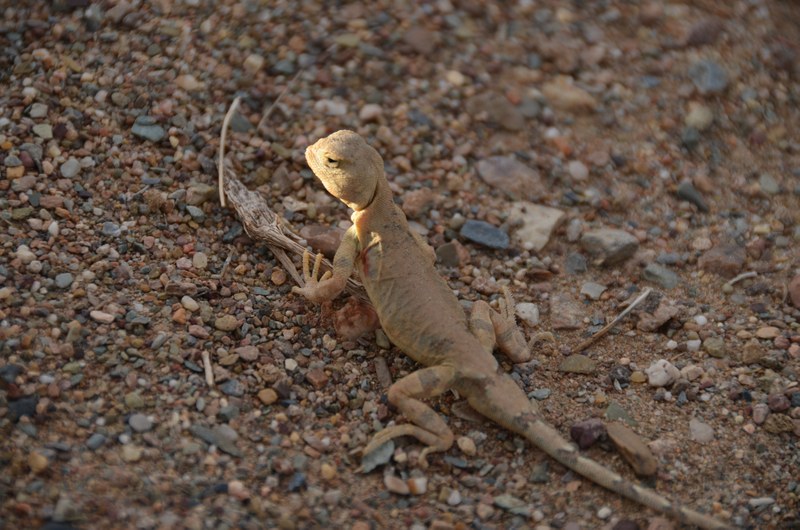 russie mongolie par la route steppe dsert animaux lzard