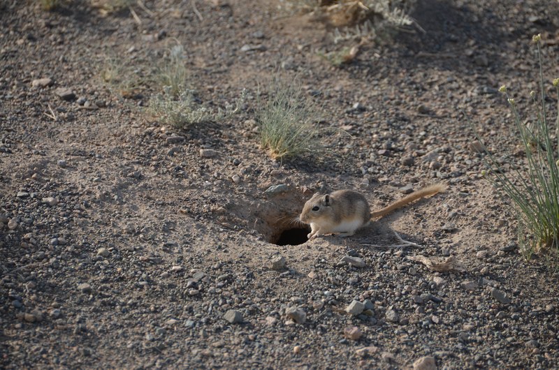 russie mongolie par la route steppe dsert animaux gerboise