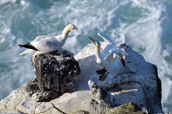 islande pninsule de langanes oiseaux marins colonie fous de bassan couple