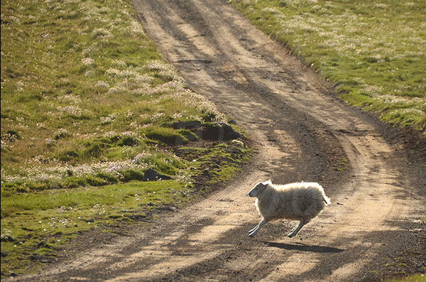 islande pninsule de langanes piste mouton saute saut