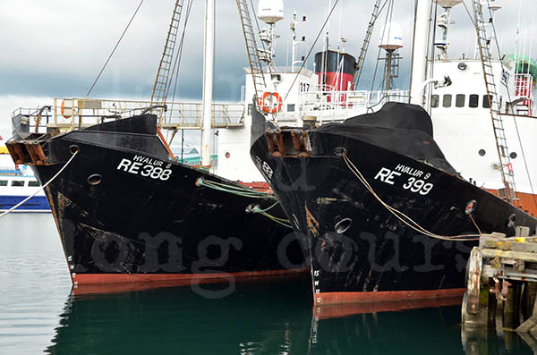 islande reykjavik port de pche pche  la baleine baleiniers compagnie hvalur