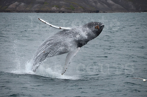 islande husavik observation des baleines ctacs baleine humpback saut saute