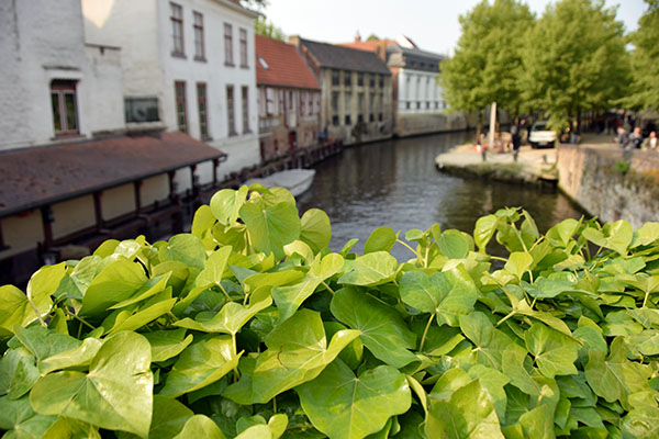 canal  Bruges