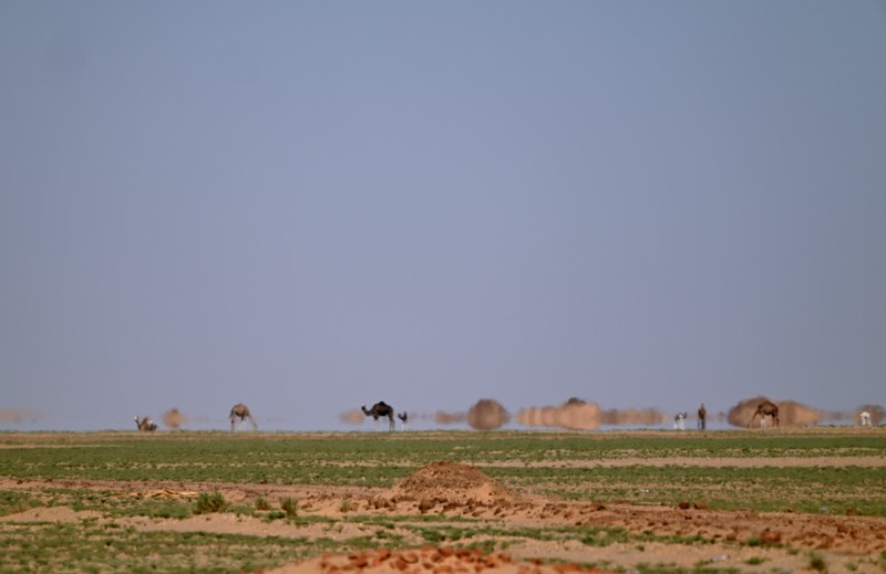 mauritanie